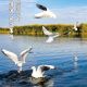 苇鸣